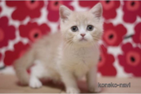 成約済の東京都のスコティッシュフォールド-75065の1枚目